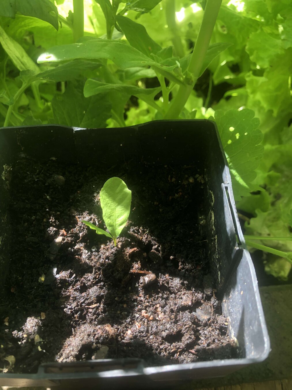 Tiny oak in a pot with two leaves