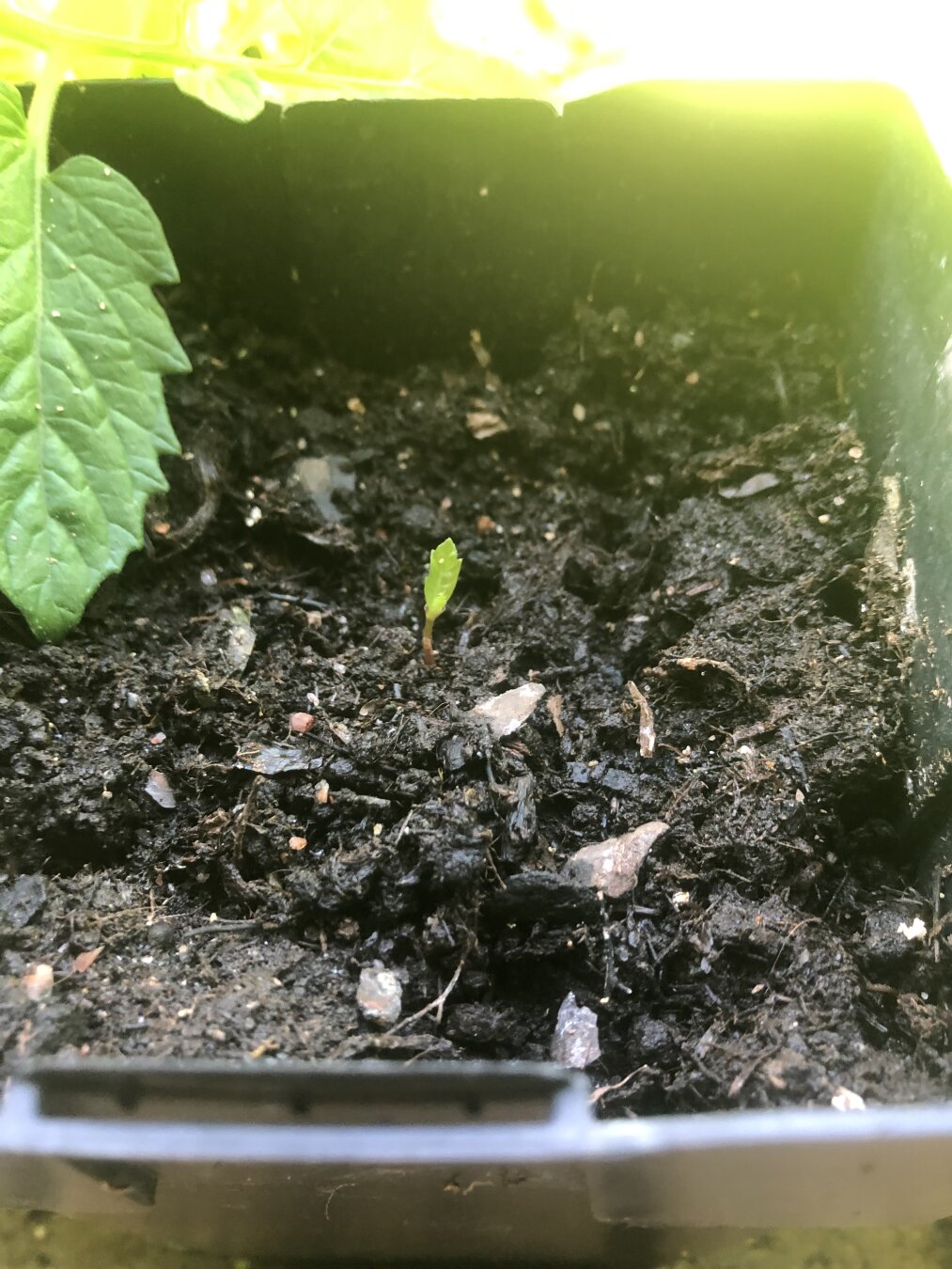 Tiny oak in a pot with one leaf