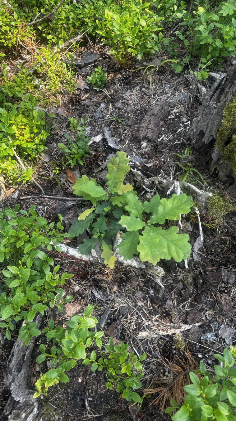 A sligtly larger oak