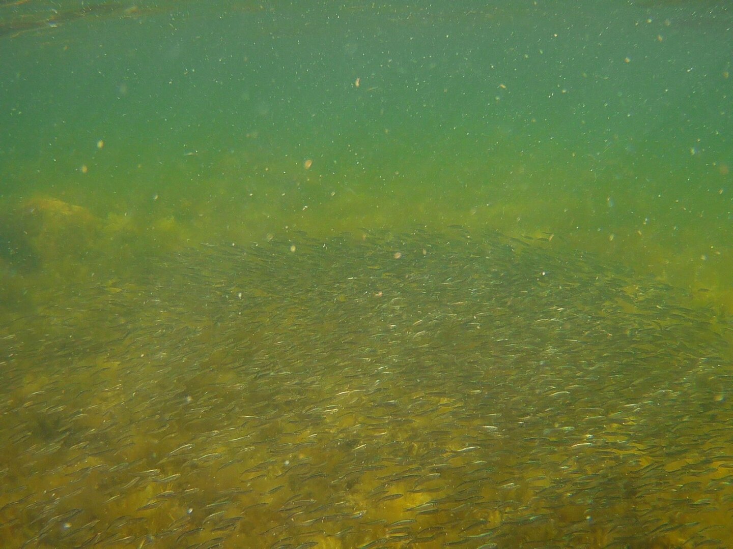 Photo of a school of fish in the baltic sea.