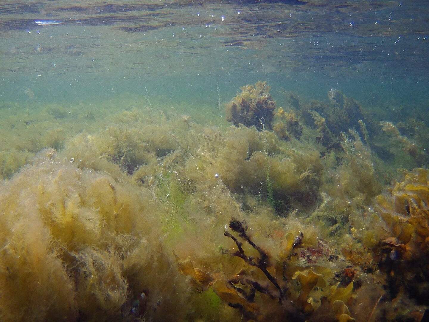 Pretty underwater photo