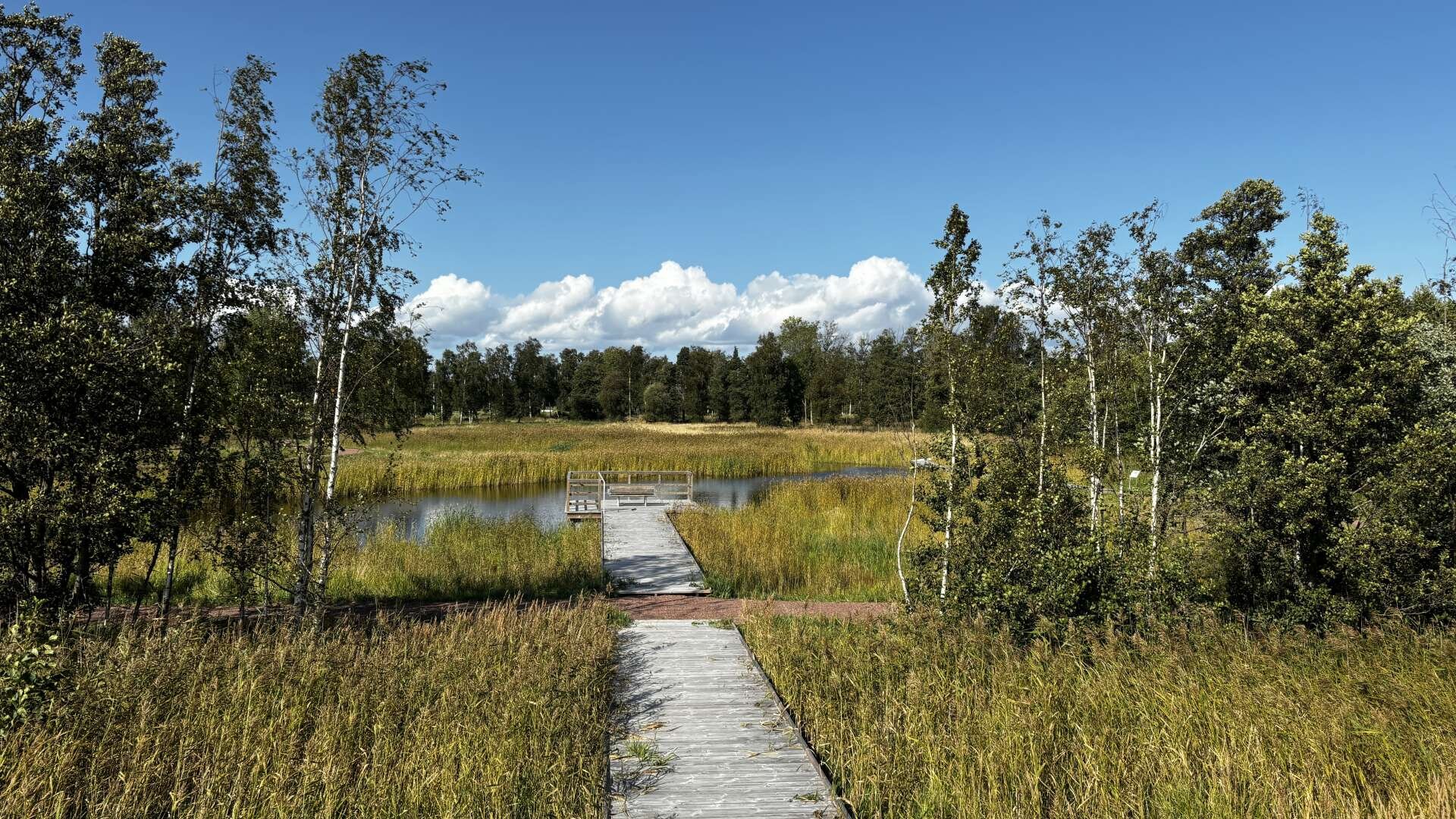 Photo from a little view tower out over the restored wetlands with trees on the sides, blue skies and some rolling clouds on the horizon.