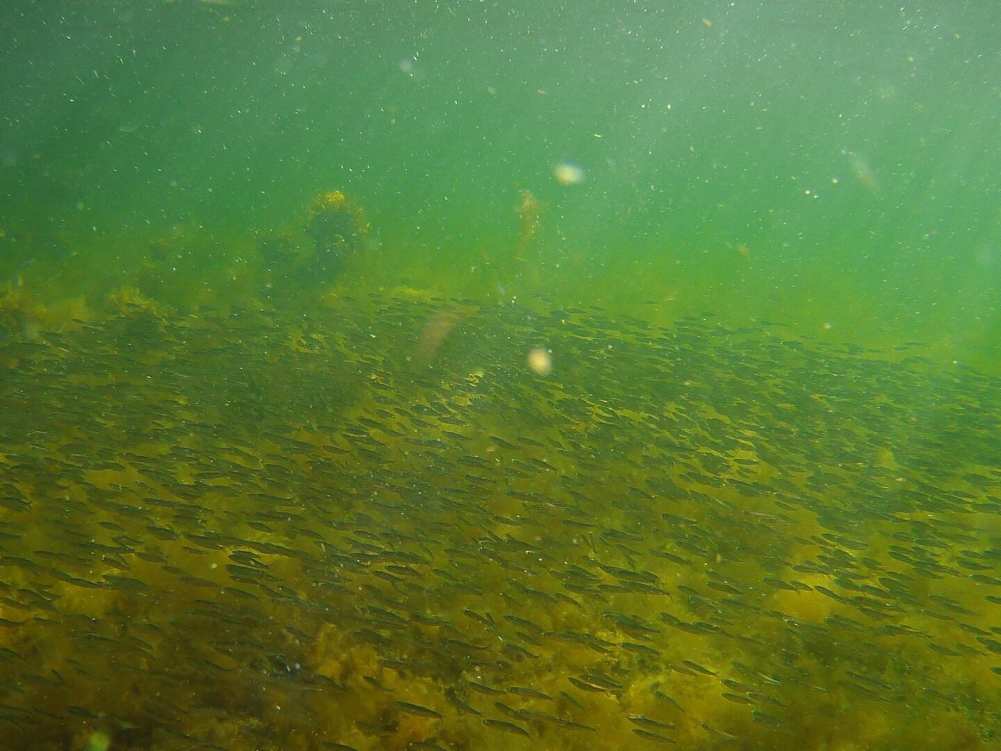 Photo of a school of fish in the baltic sea.