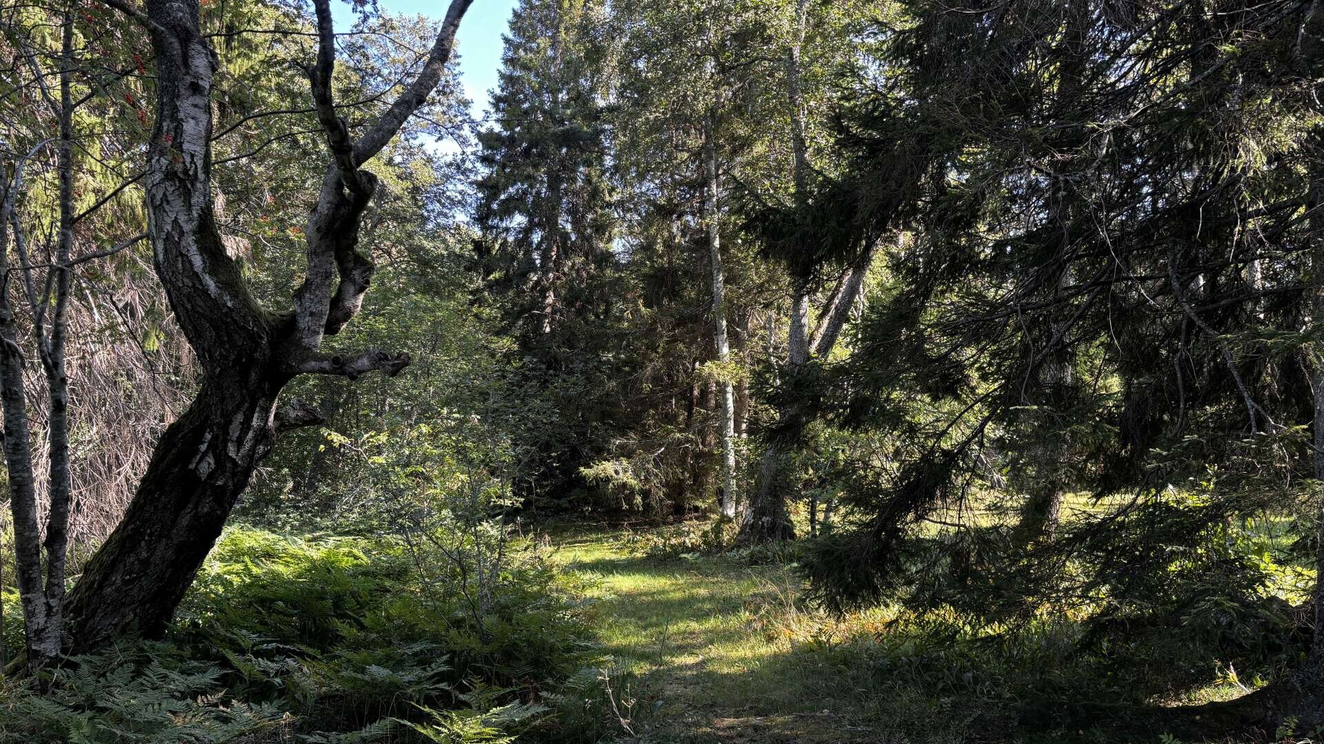 Photo of a trail leading through a very mixed and natural looking forest.