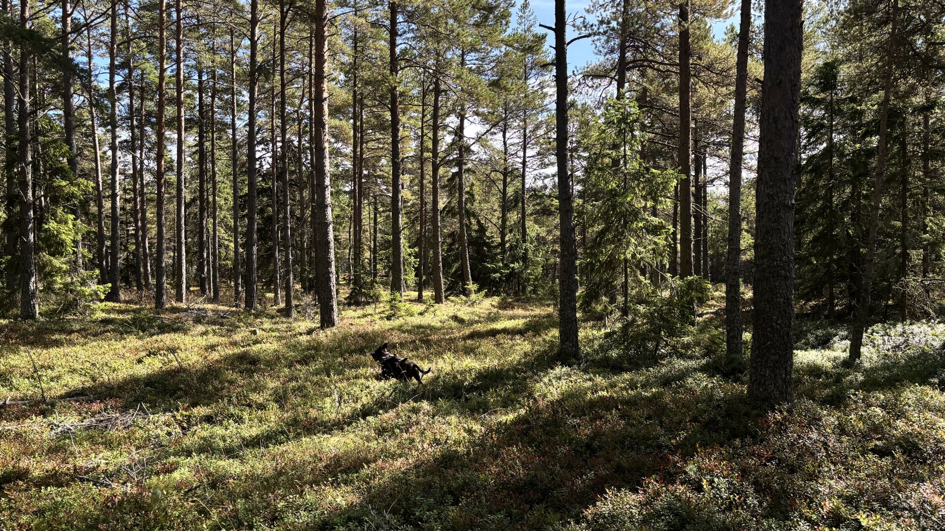 Photo of Zelda the dog running free through the forest.