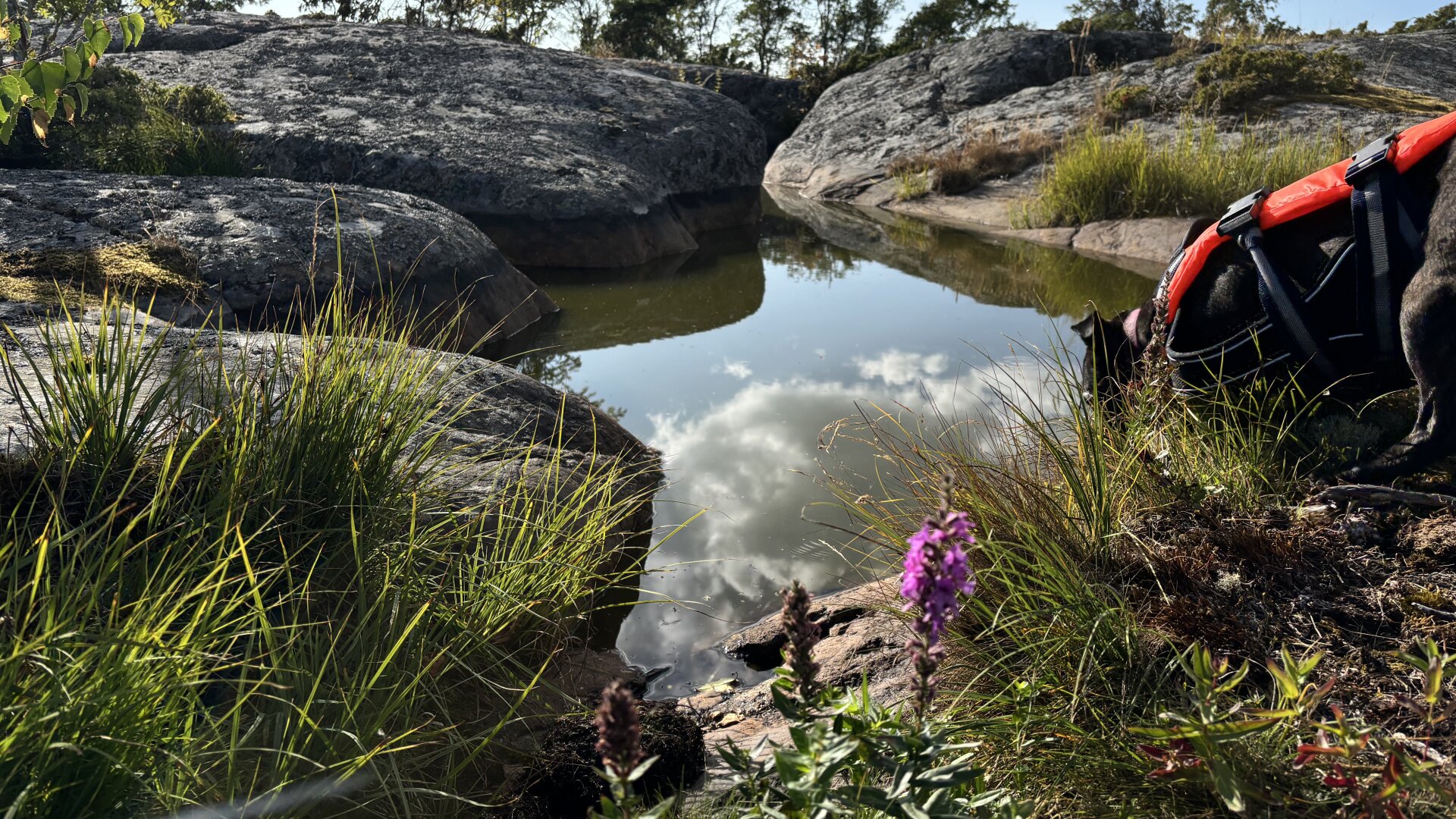 Photo of a little purple wildflower growing among cliffs and a pool of water in which the clouds reflect perfectly. But it also has Zelda the dog trying to drink from the pool.