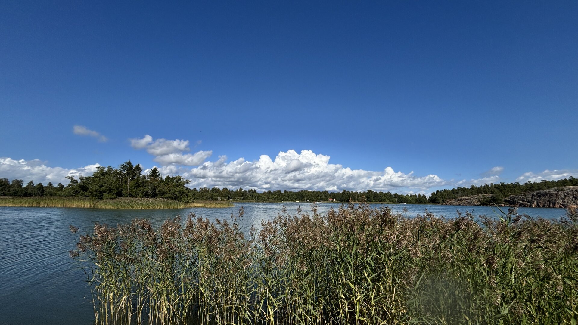 Photo of water over some reeds with an island, forest and a cliff on the horizon. Blue skies except for some white fluffy clouds.