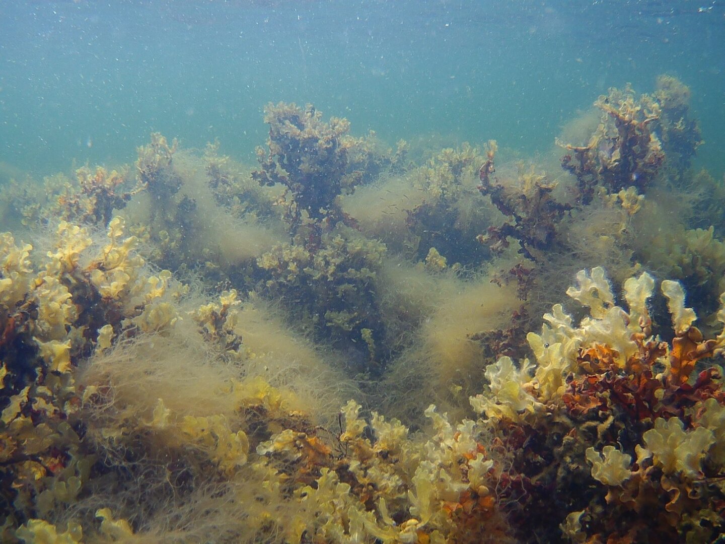 Pretty underwater photo