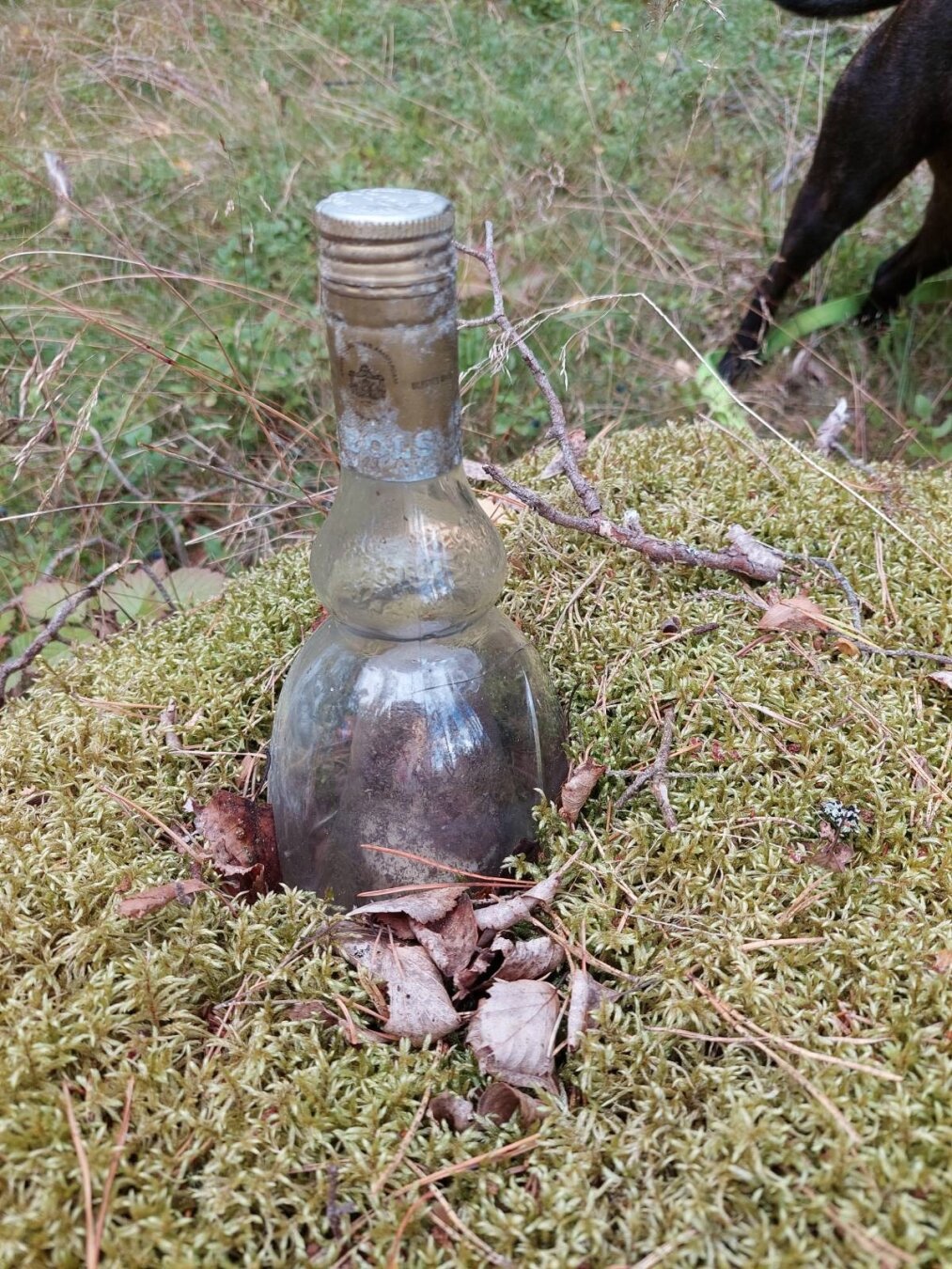 On a mossy rock in the middle of a forest, with no houses anywhere nearby, the top of a bottle was sticking up