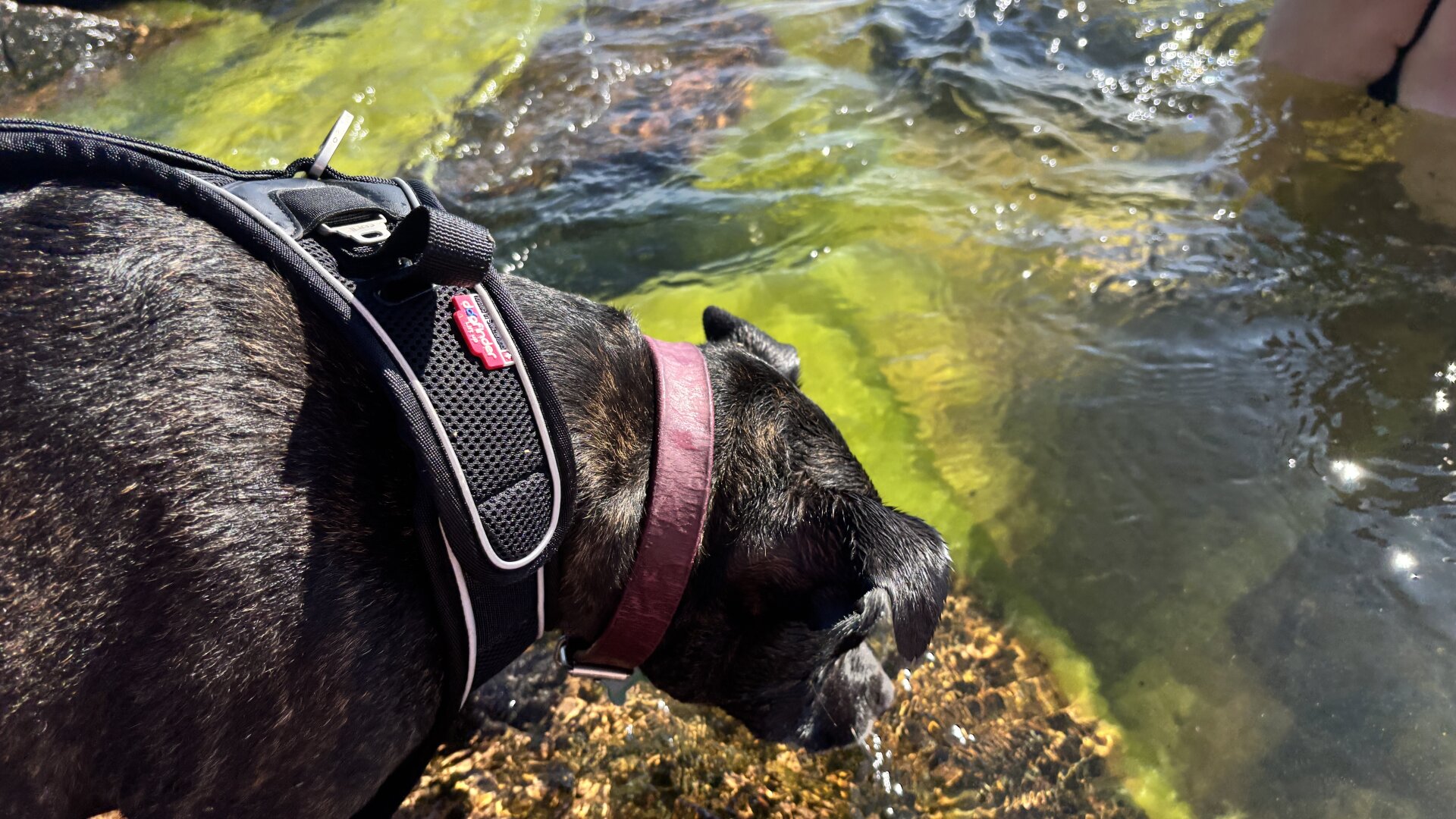 Photo of Zelda the dog starring intently into the water from a partially sumberged rock.