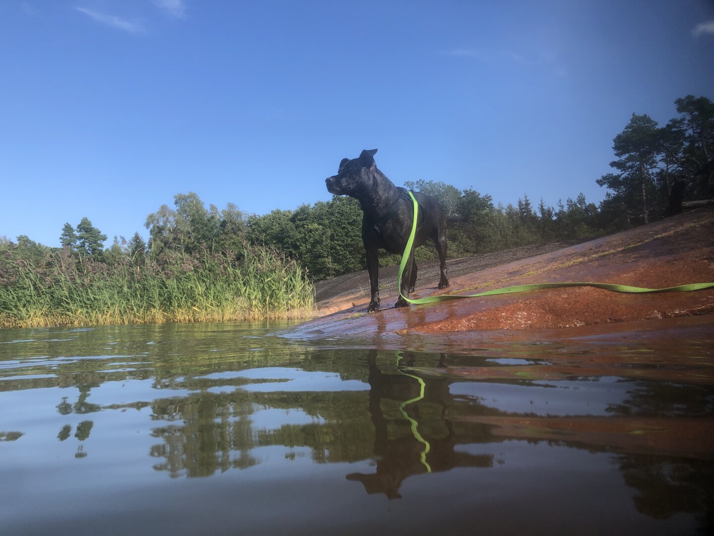 Photo of Zelda the dog standing on a red cliff looking out over the water.