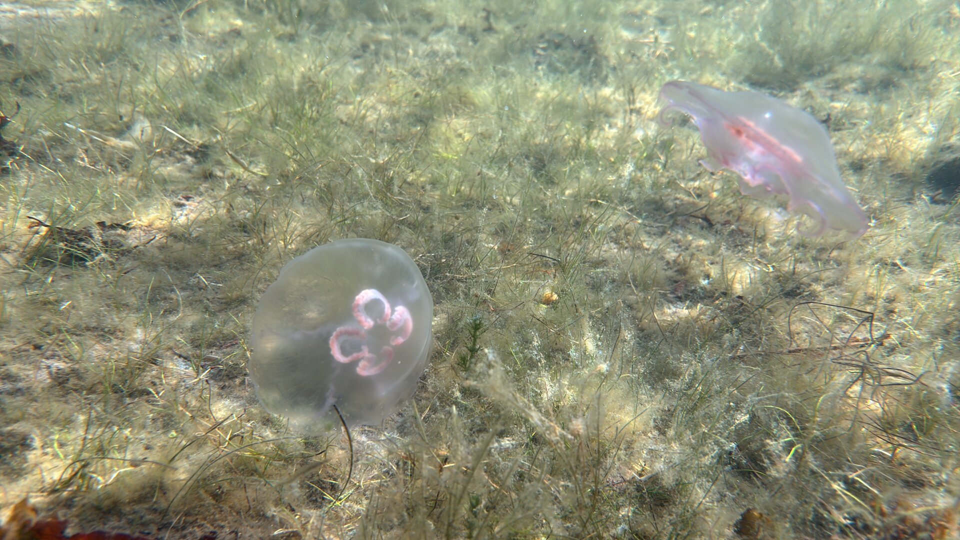 Two chilling jellyfish