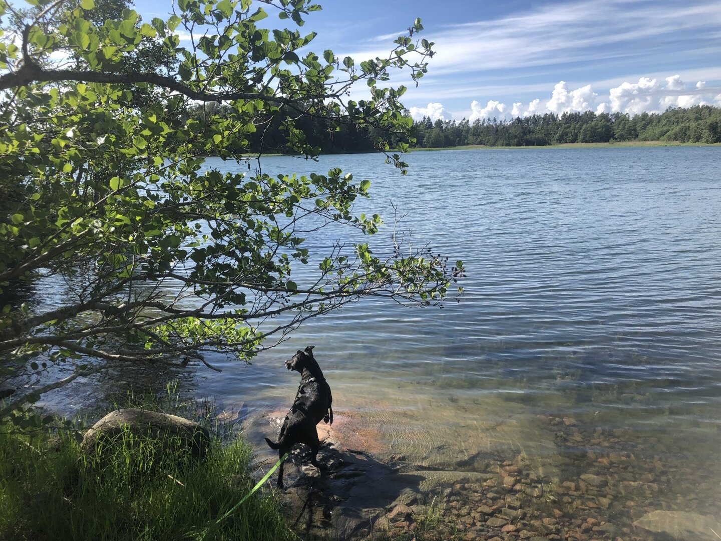 Photo of Zelda the dog standing on a submerged rock looking like she's spotted something.