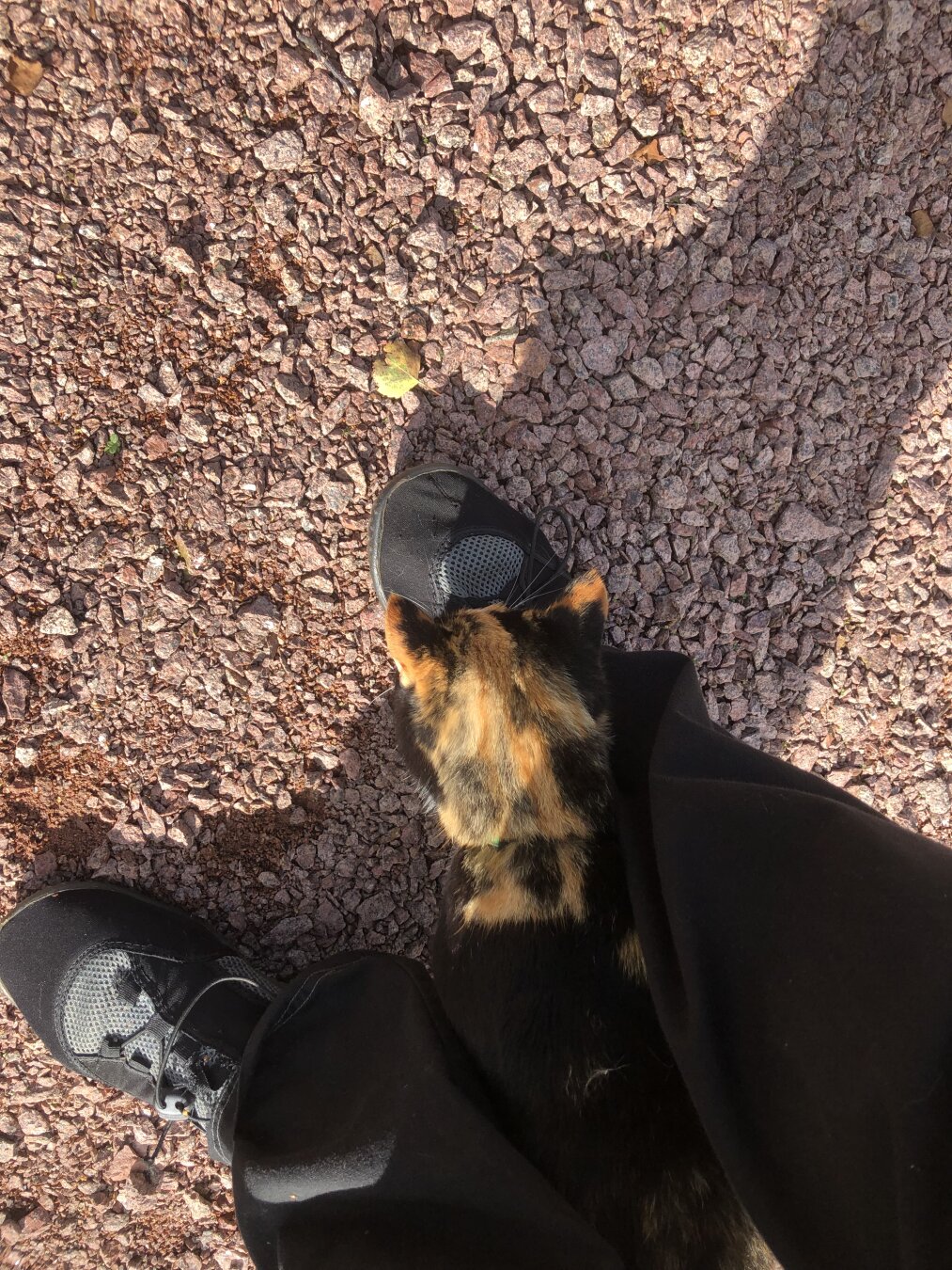 Photo of that time a super friendly cat came up to me on a neigborhood walk. It looked a lot like the cat I had when I was a kid who had lots of kittens, if I believed in that sort of thing I'd say it was one of her great-grandchildren come to say 'Hi' 😁