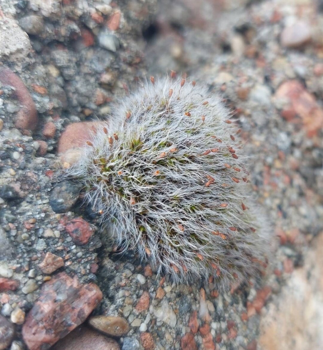 Photo of a round, grey little lichen with what looks like redish seeds.