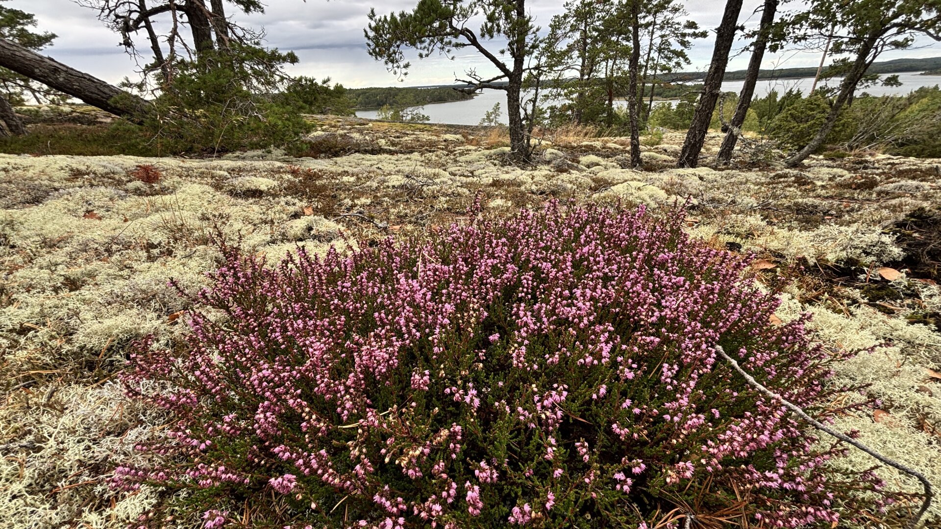 Photo of a little bush of heather with the sea showing through the trees behind it.