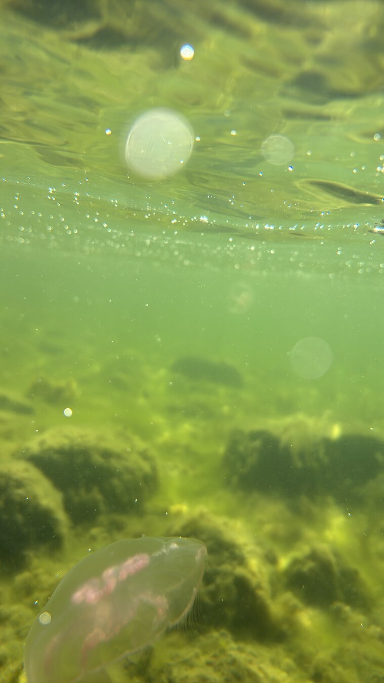 One chilling jellyfish
