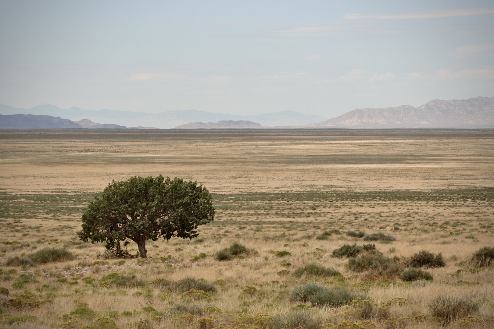 A lone tree dominates the foreground of an expansive desert valley in central Utah, surrounded by sparse vegetation and sandy-tan soil. Distant mountain ranges with layered ridges frame the horizon on both sides, while a pale blue sky with light cloud cover stretches overhead, emphasizing the scale and isolation of this high desert landscape.