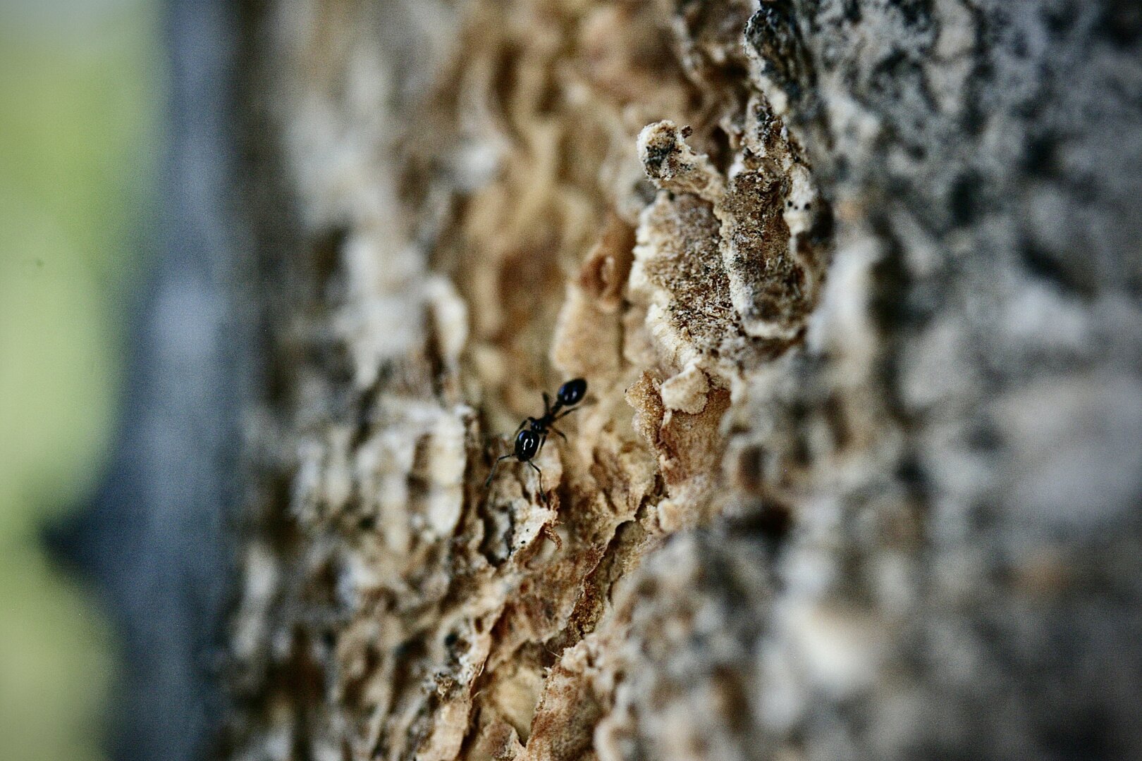 A black ant scouting the side of a tree.