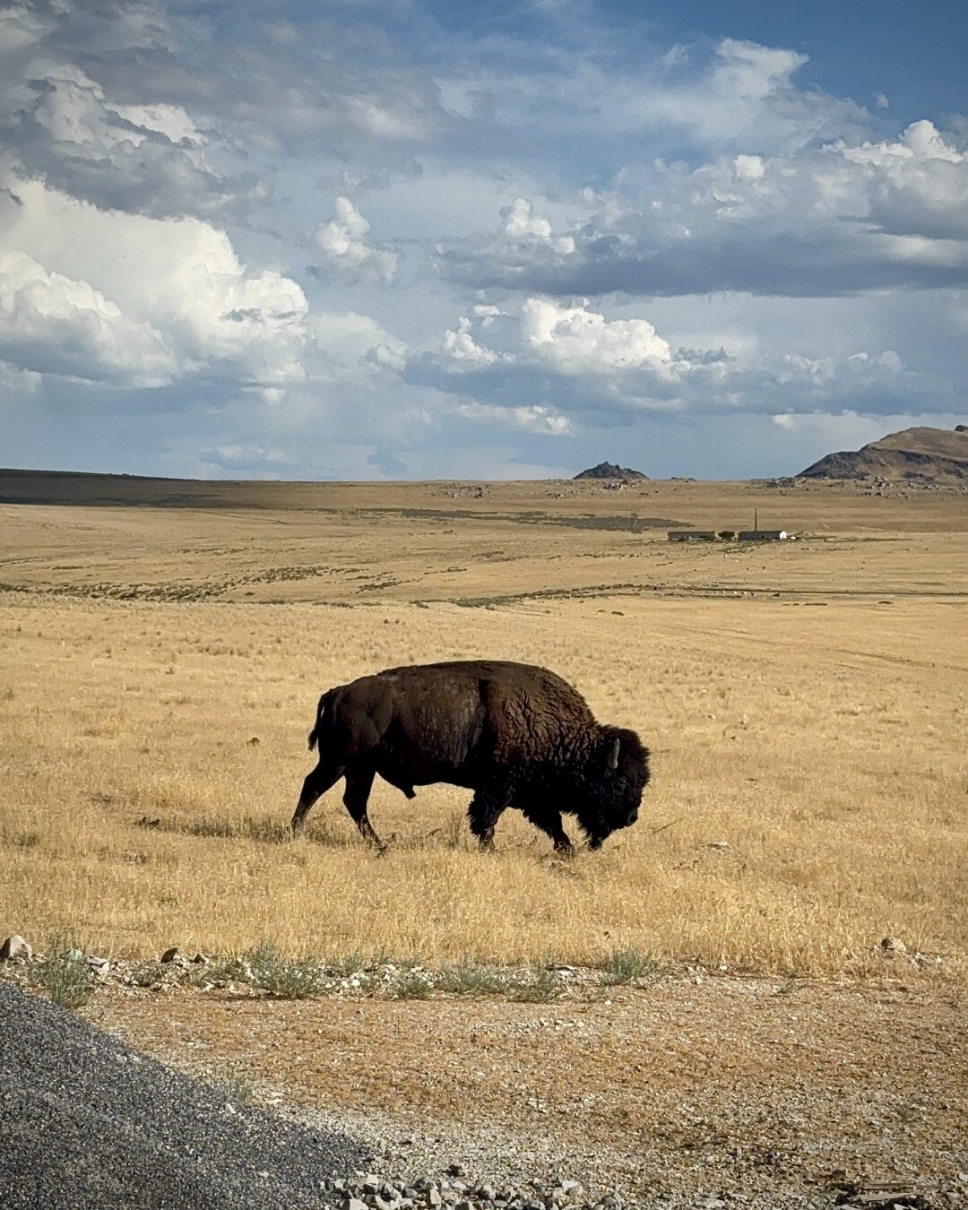 An American bison grazes near a parking lot in a vast, golden grassland under a partly cloudy sky. Rocky formations are visible in the distance.