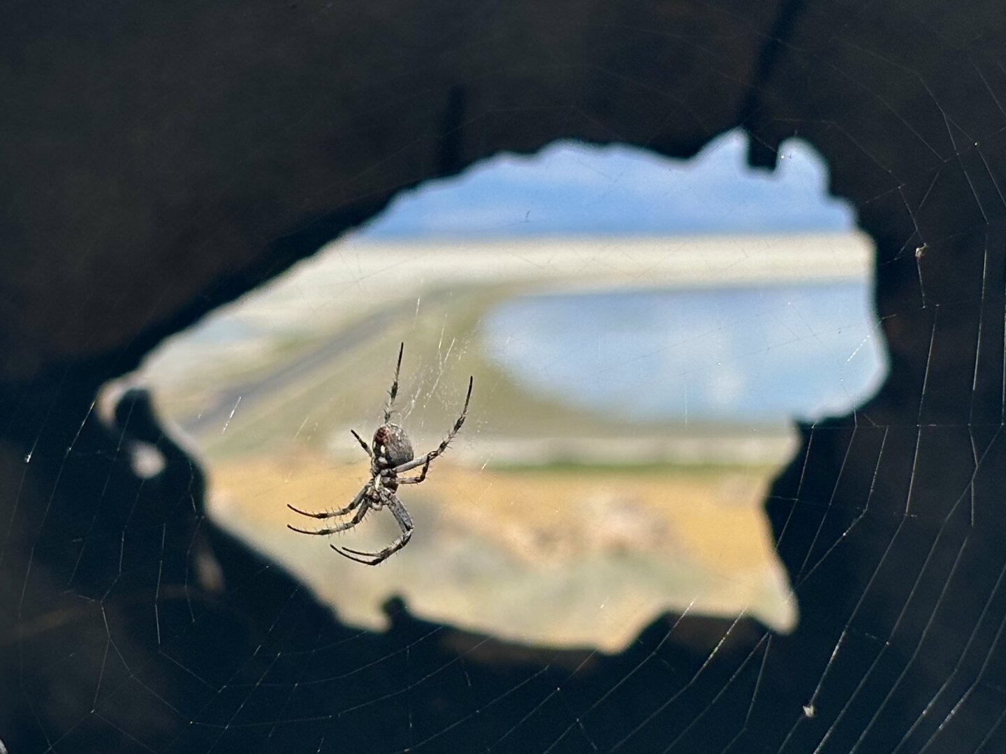 A spotted orb weaver spider on its web. Behind it is the causeway leading to Antelope Island visible through a cutout of a bison.
